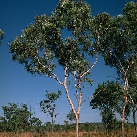 Corymbia collina unspecified picture