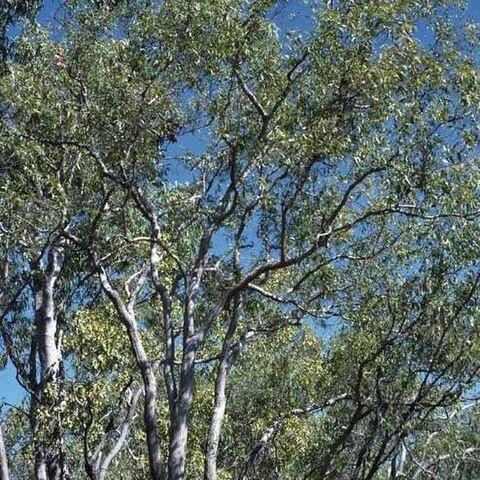 Corymbia jacobsiana unspecified picture