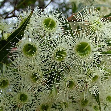 Corymbia gummifera unspecified picture