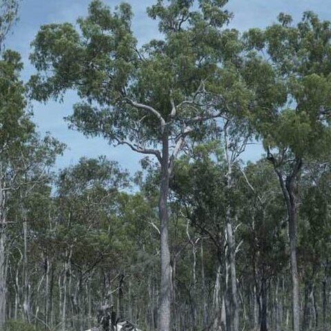 Corymbia nesophila unspecified picture