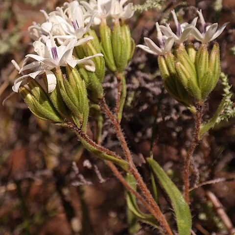 Corymbium villosum unspecified picture