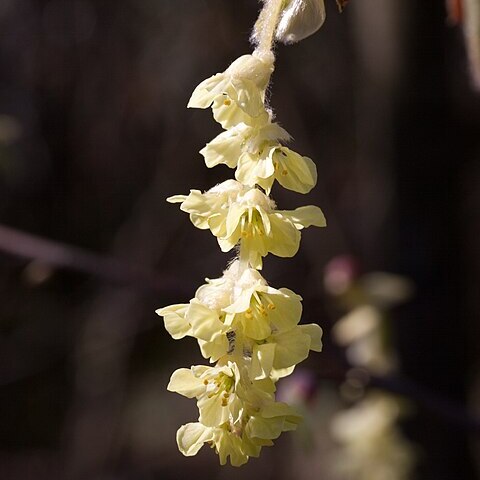 Corylopsis veitchiana unspecified picture