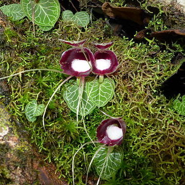 Corybas pictus unspecified picture