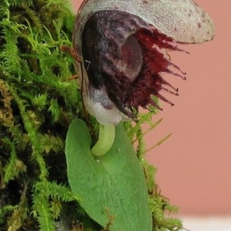 Corybas pruinosus unspecified picture