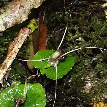 Corybas acuminatus unspecified picture