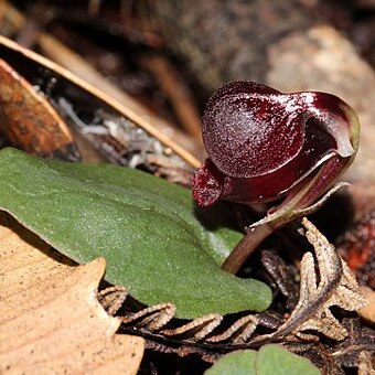 Corybas unguiculatus unspecified picture