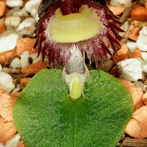 Corybas diemenicus unspecified picture