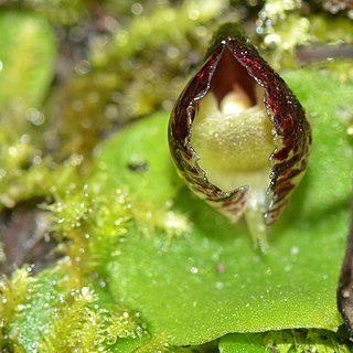 Corybas despectans unspecified picture