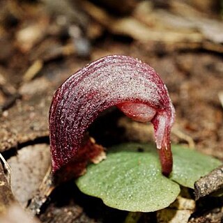 Corybas dowlingii unspecified picture