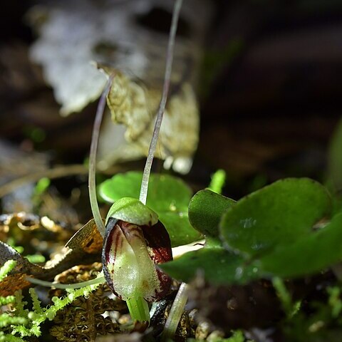 Corybas sanctigeorgianus unspecified picture