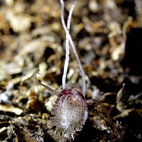 Corybas cryptanthus unspecified picture