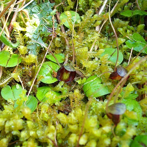 Corybas confusus unspecified picture