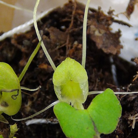 Corybas walliae unspecified picture