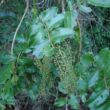 Coriaria arborea unspecified picture