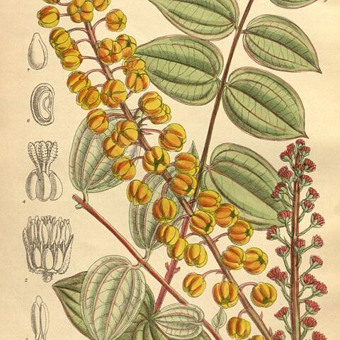 Coriaria terminalis unspecified picture