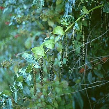 Coriariaceae unspecified picture