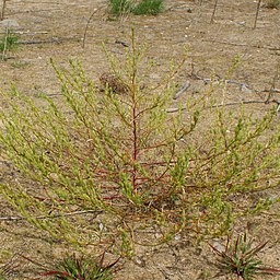 Corispermum pallasii unspecified picture