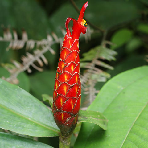 Costus unspecified picture