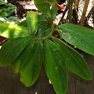 Costus allenii unspecified picture