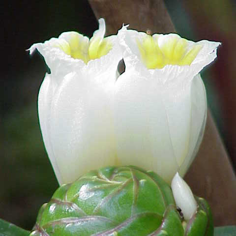 Costus dubius unspecified picture