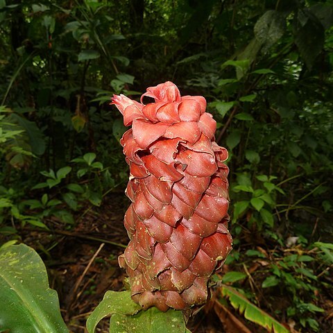 Costus lima unspecified picture