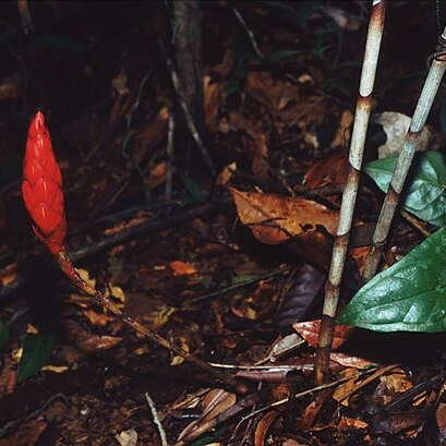 Costus stenophyllus unspecified picture