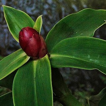 Costus chartaceus unspecified picture