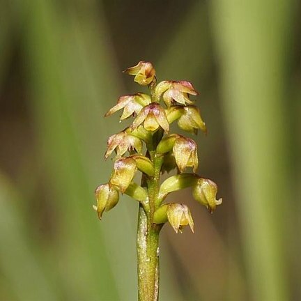 Genoplesium pumilum unspecified picture