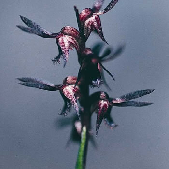 Genoplesium rhyoliticum unspecified picture