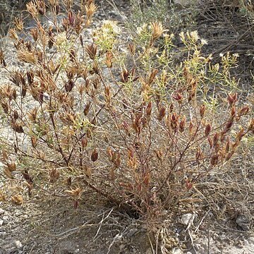 Cordylanthus ramosus unspecified picture