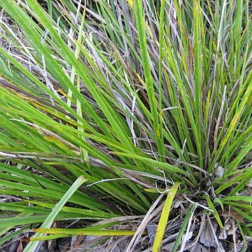 Cordyline pumilio unspecified picture