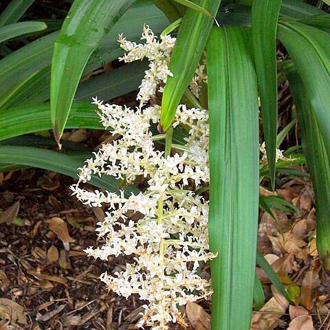 Cordyline congesta unspecified picture