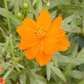 Cosmos unspecified picture