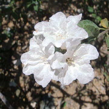 Cordia parvifolia unspecified picture