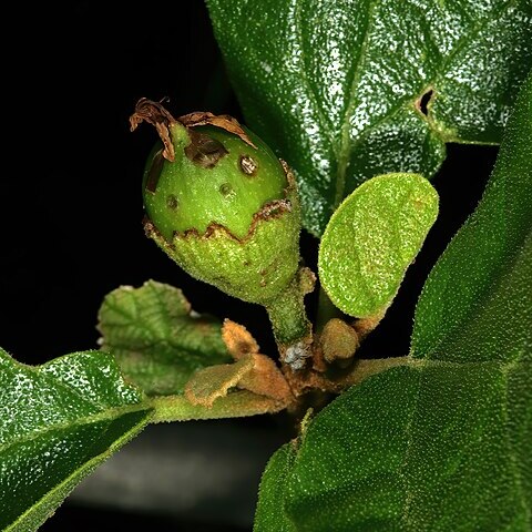 Cordia quercifolia unspecified picture