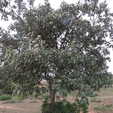 Cordia macleodii unspecified picture