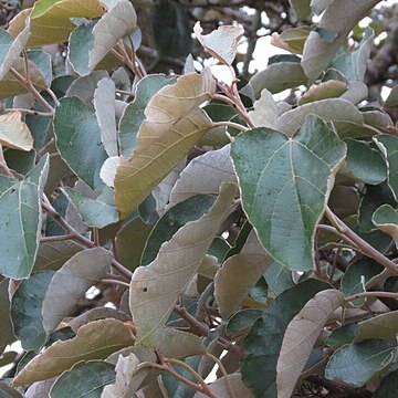 Cordia macleodii unspecified picture