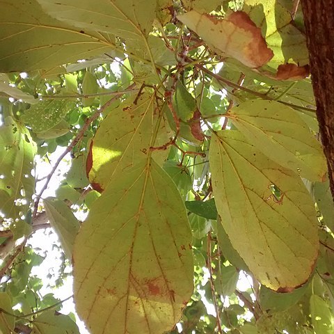 Cordia magnoliifolia unspecified picture