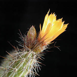 Corryocactus unspecified picture