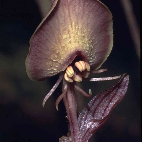 Corsia ornata unspecified picture