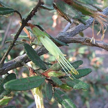 Correa calycina unspecified picture