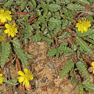 Corchorus aspleniifolius unspecified picture