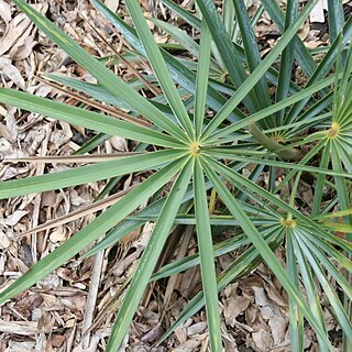 Coccothrinax fagildei unspecified picture