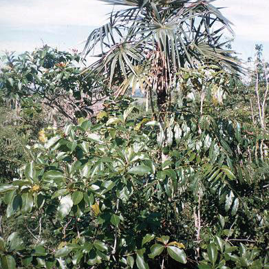 Coccothrinax clarensis unspecified picture