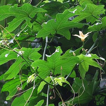 Coccinia grandiflora unspecified picture