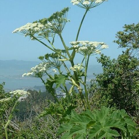 Heracleum unspecified picture