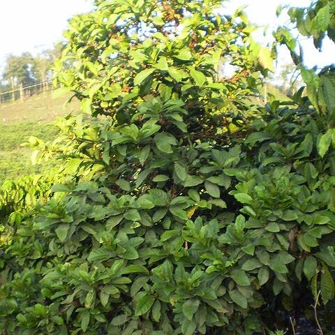 Coffea liberica unspecified picture