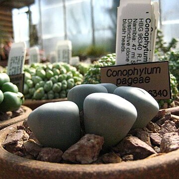 Conophytum pageae unspecified picture