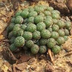 Conophytum minimum unspecified picture