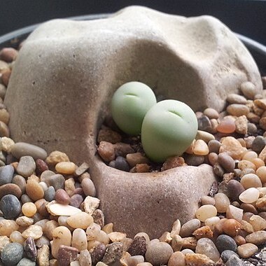 Conophytum breve unspecified picture